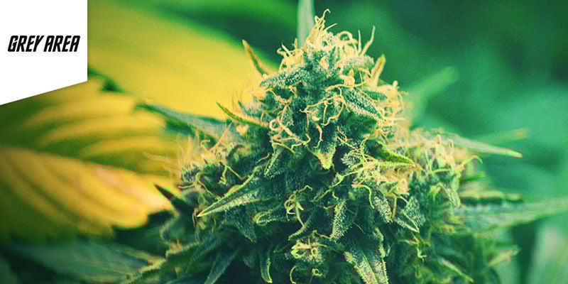 Melhor Erva Sativa: Grey Area Coffeeshop Amesterdão
