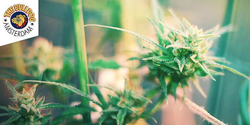 Melhor Erva Sativa: The Bulldog Coffeeshop Amsterdam