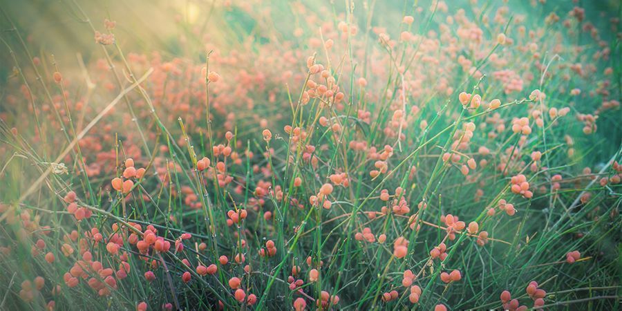 O que é a Ephedra?