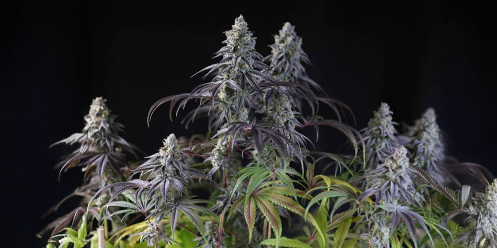 As melhores variedades resistentes ao frio para cultivar no inverno