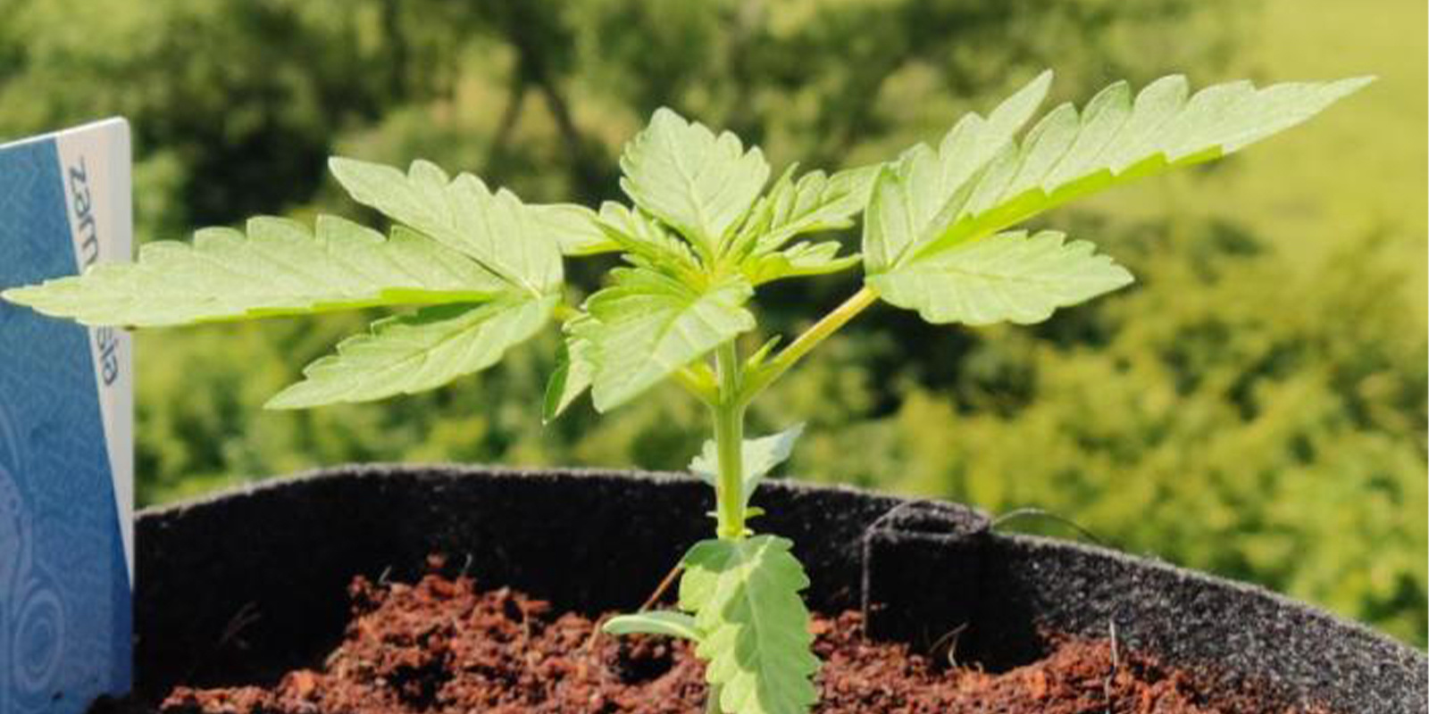 Regiões onde o cultivo no inverno resulta melhor