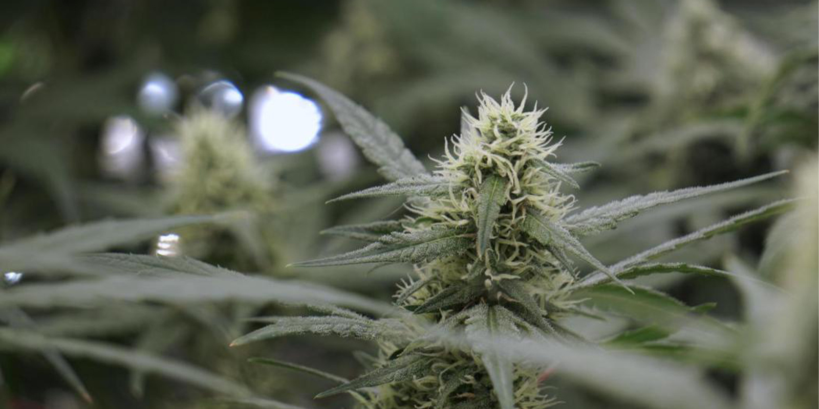 Deverá optar pelo cultivo interior?