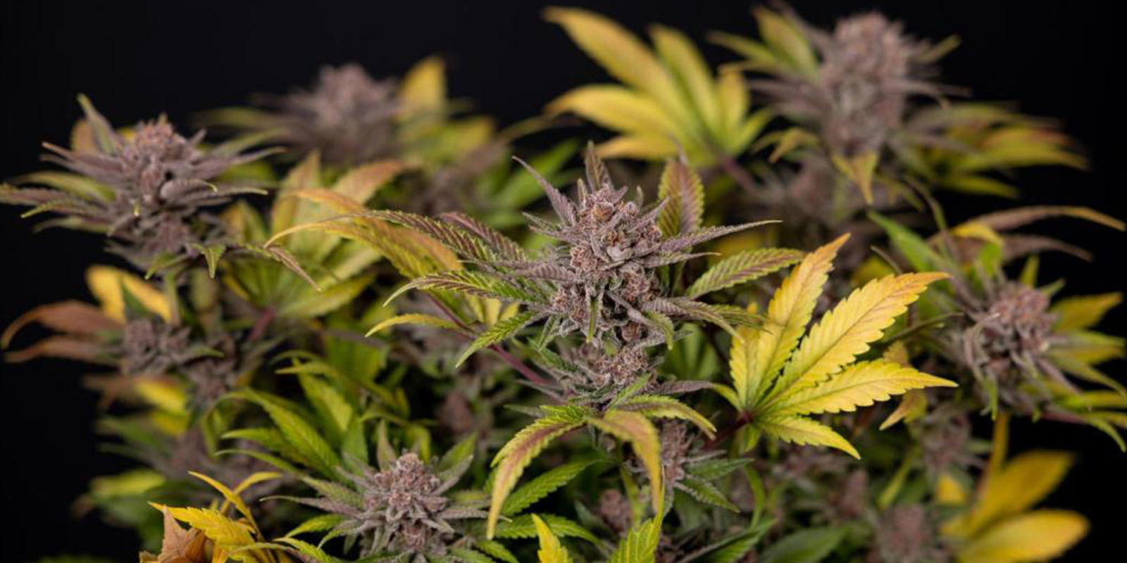 Dicas para cultivar canábis no inverno