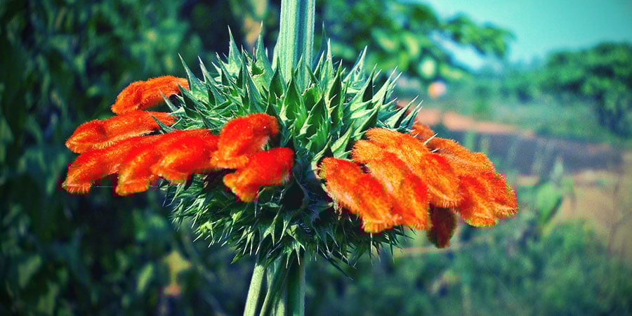 Flor de Wild Dagga Flor de Wild Dagga