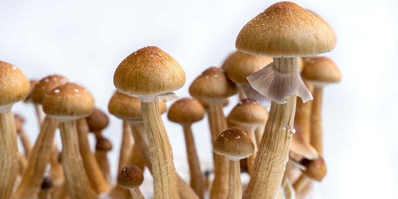 Cultivar cogumelos mágicos: um método para cada um
