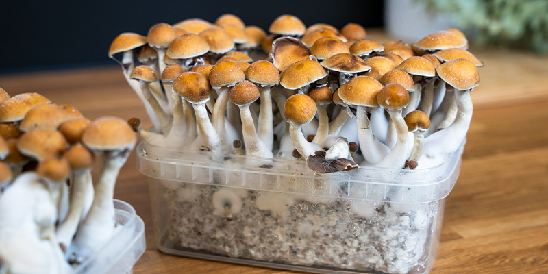 Kits de cultivo: a forma mais fácil de cultivar cogumelos mágicos Kits de cultivo: a forma mais fácil de cultivar cogumelos mágicos