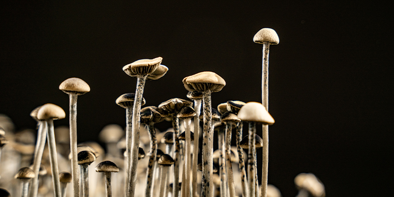 Cultivar cogumelos mágicos em casa Cultivar cogumelos mágicos em casa