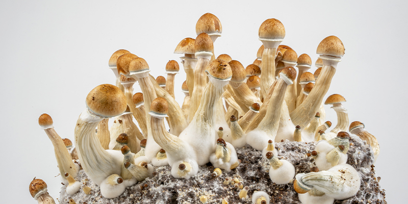 O caminho mais simples para cultivar cogumelos mágicos O caminho mais simples para cultivar cogumelos mágicos