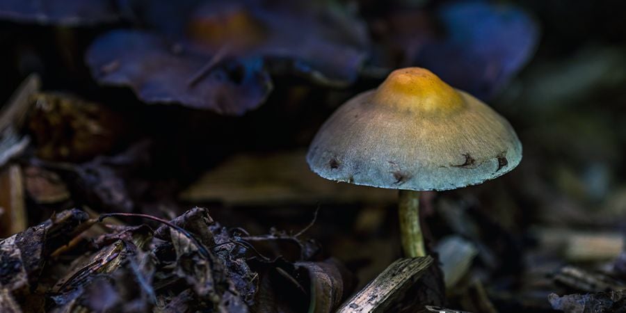 Todos os cogumelos com psilocibina ficam azuis ao magoar?