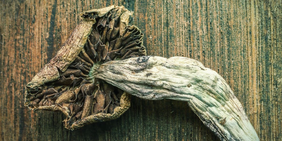 A MANCHA AZUL INFLUENCIA A POTÊNCIA DOS COGUMELOS MÁGICOS?