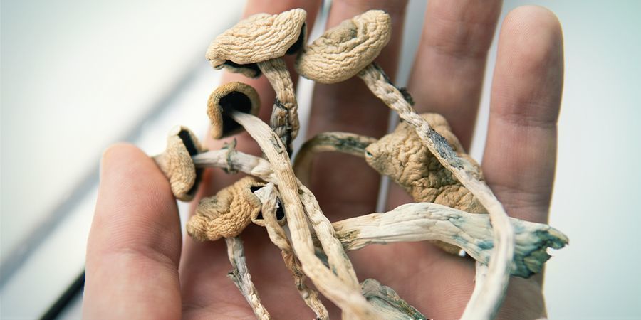 O QUE É A DESCOLOREÇÃO AZULADA DOS COGUMELOS MÁGICOS?