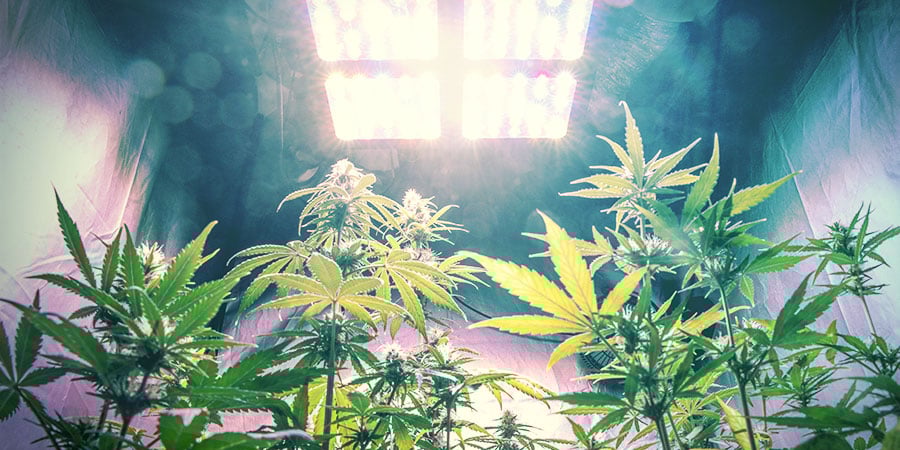 Intensidade e espectro da luz são cruciais