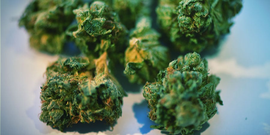 O que acontece se abusar dos buds de canábis?