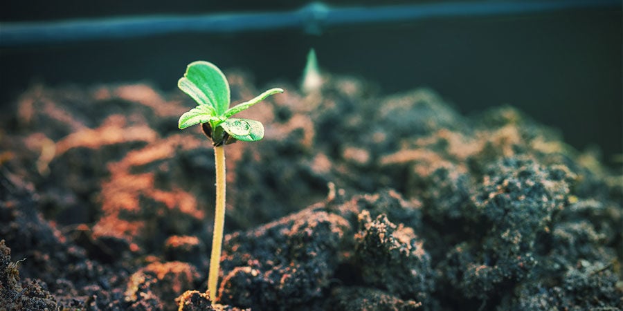 Vantagens de utilizar um sistema de irrigação para canábis
