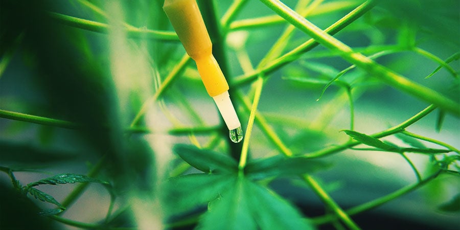 O que é um sistema de irrigação para canábis?