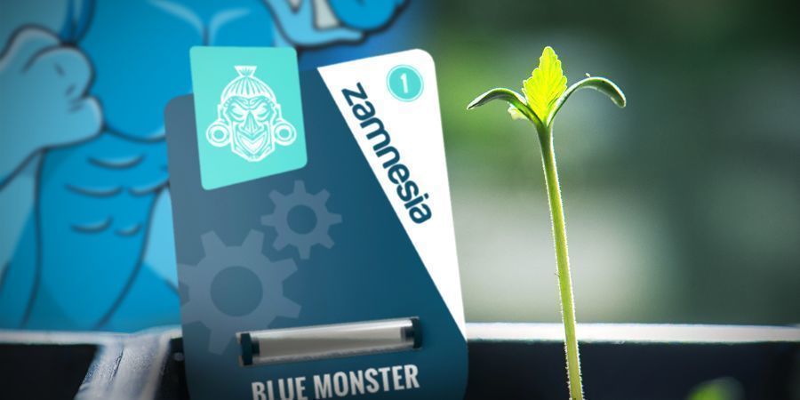 Cultivo Blue Monster Automatic