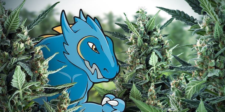 Diz Olá À Blue Monster Automatic