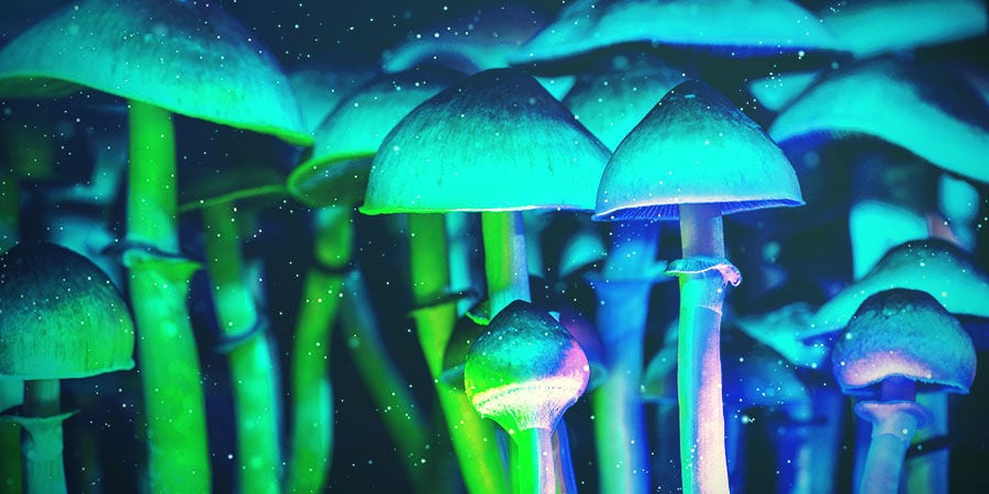 Distância das luzes do substrato de cogumelos mágicos