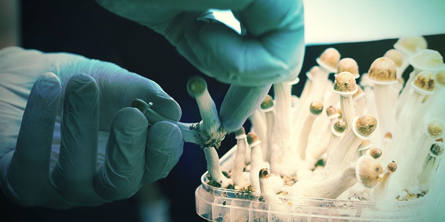 Como crescem os cogumelos mágicos?