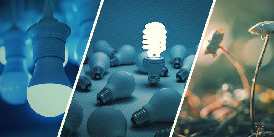 Que tipo de iluminação é melhor para cogumelos mágicos?