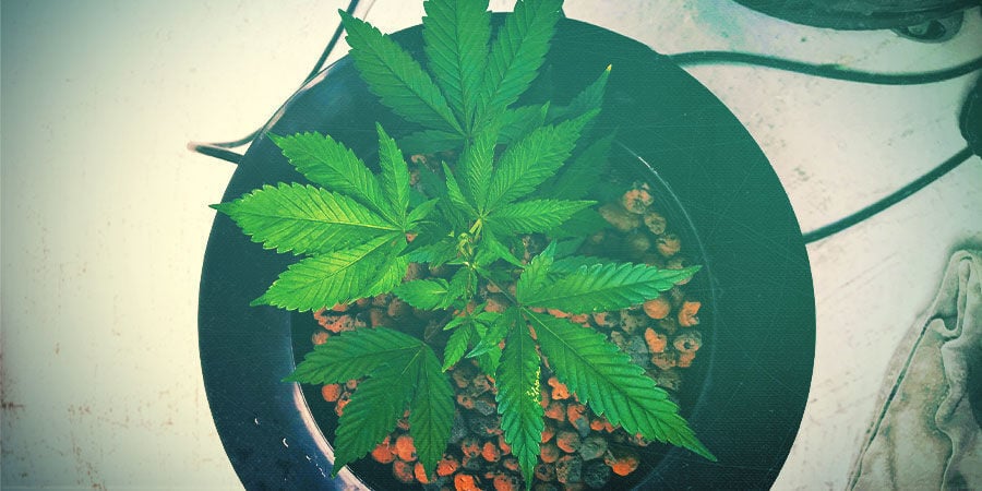 PROTEJA AS SUAS PLANTAS DE CANÁBIS DAS ALGAS