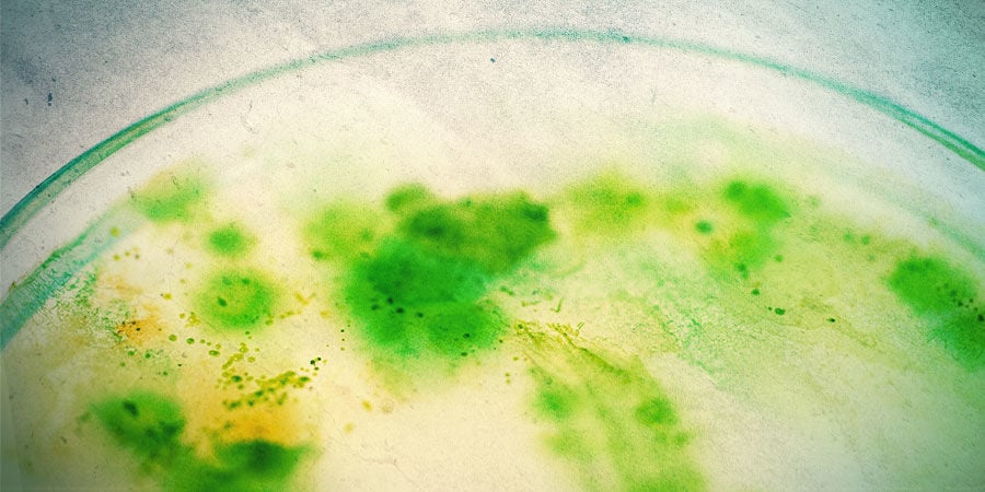 WHAT ARE ALGAE, AND HOW DOES IT DEVELOP?