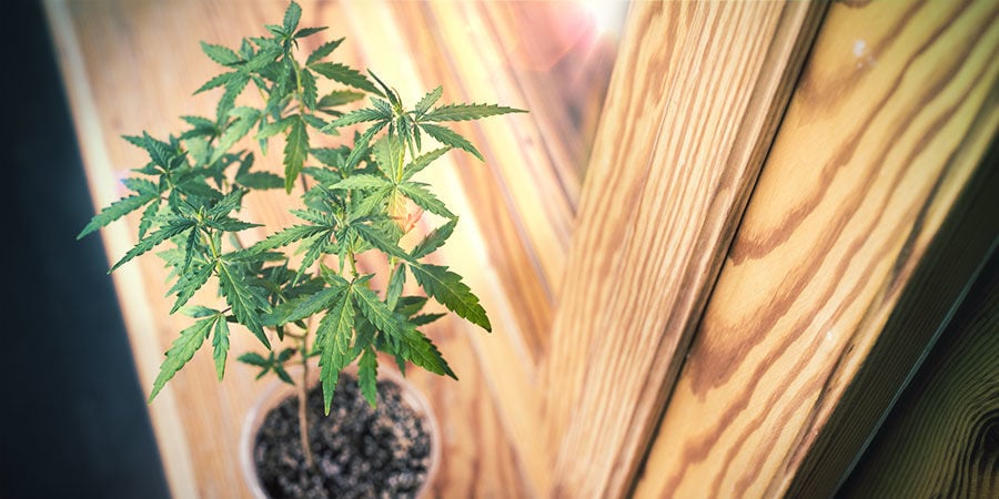 Como cultivar canábis no parapeito da janela ou na sala de estar