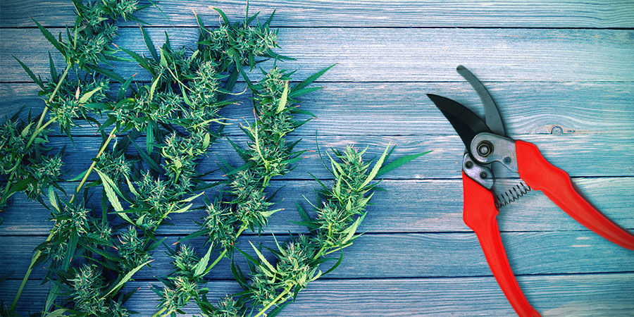 Colheita de cannabis