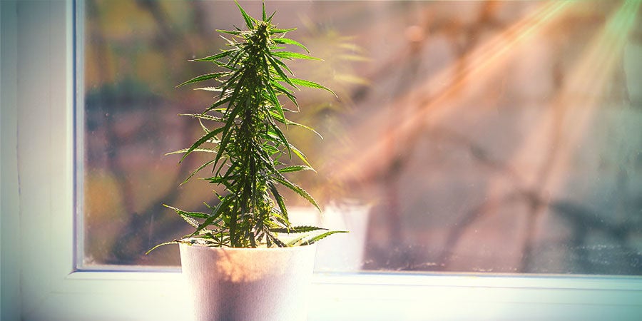 O que esperar da canábis cultivada fora de um quarto de cultivo