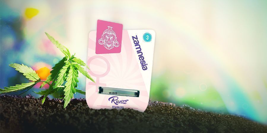 COMO CULTIVAR RUNTZ