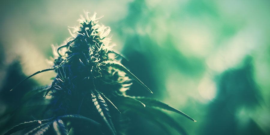 Cultivar a variedade certa