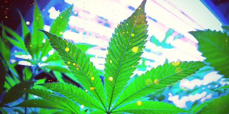 Iluminação para o seu cultivo de canábis