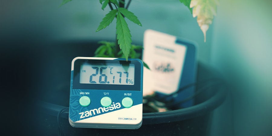 Sala de cultivo de canábis: controlo da temperatura e humidade