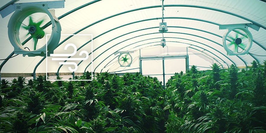 Ventilação da sala de cultivo de canábis