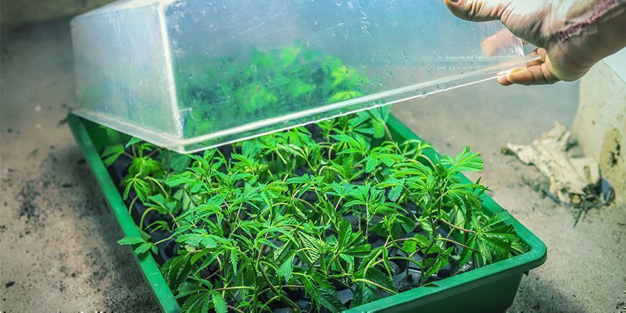 Ajuste o Tamanho da Sua Cultivo às Suas Necessidades