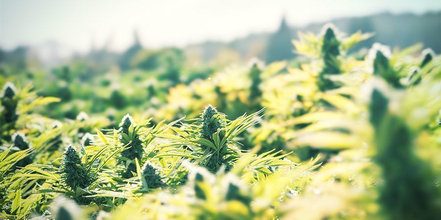 Cultivar canábis ao ar livre é uma forma simples de poupar dinheiro