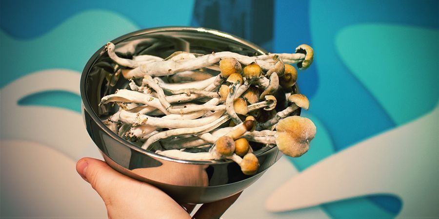 CULTIVO DE COGUMELOS MÁGICOS COM UM KIT DE CULTIVO