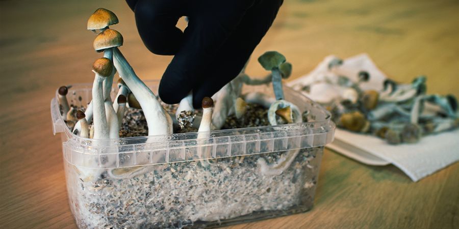 O que é um flush de cogumelos mágicos? Quando devo colher?