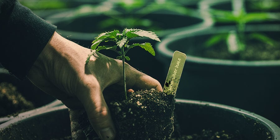 COMO CULTIVAR SUPER SILVER HAZE