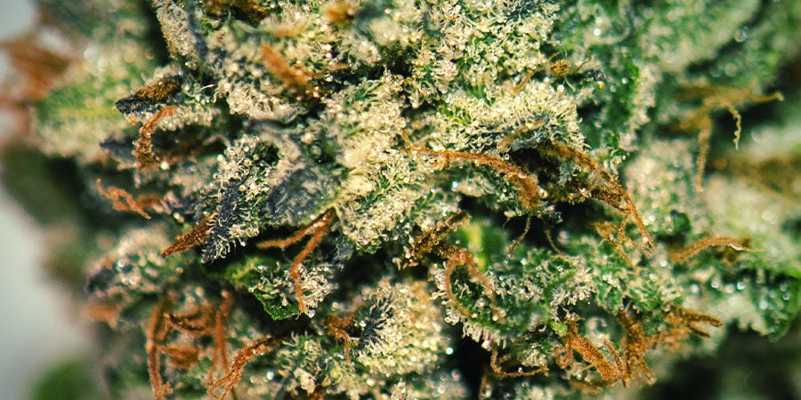 COMO CULTIVAR GORILLA ZKITTLEZ