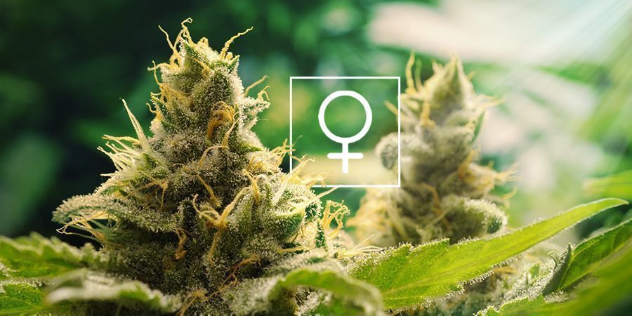 Quanta luz solar precisam as plantas de canábis feminizadas?