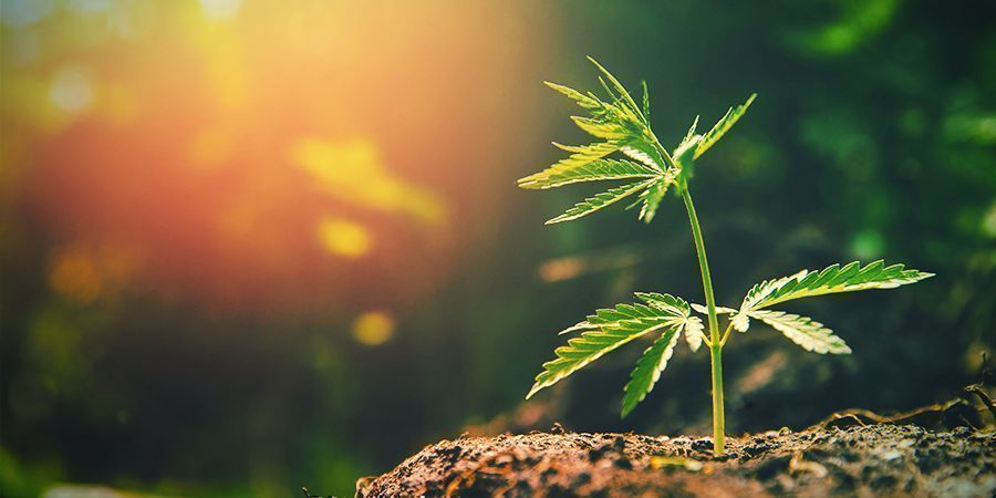 Demasiada luz solar na planta de canábis
