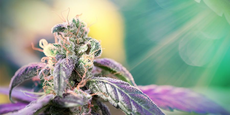 PORQUE É QUE A LUZ SOLAR É ESSENCIAL PARA O CULTIVO DE CANNABIS
