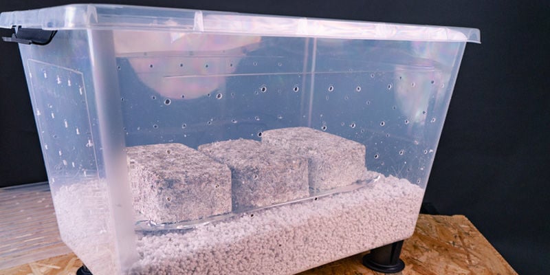 Afinal, vale a pena usar uma shotgun fruiting chamber?