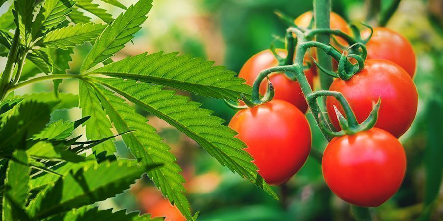 COMO DISFARÇAR AS TUAS PLANTAS DE CANÁBIS