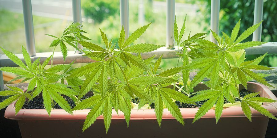 Exigências das variedades para cultivar canábis na sua varanda ou terraço