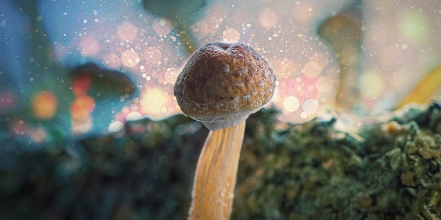 O melhor substrato para Psilocybe cubensis