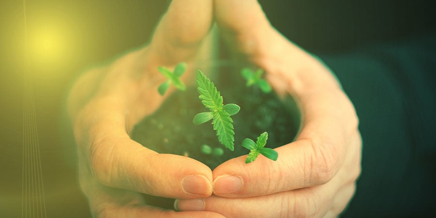 COMO CULTIVAR COOKIES KUSH