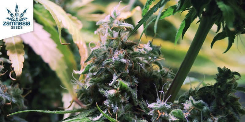 Lemon Power Haze (Zamnesia Seeds)