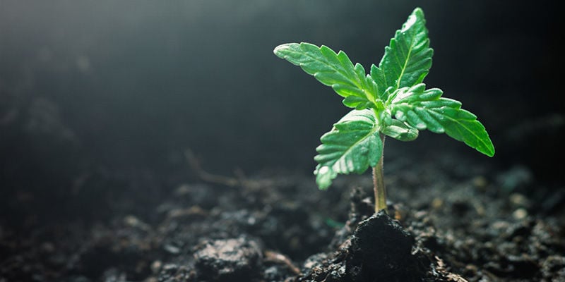 Como Cultivar GG#4